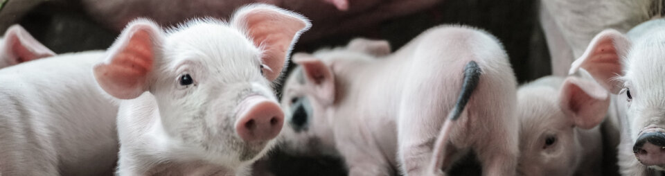 SmartAgriHubs blog - Crisis in the pig production sector in Germany 2020